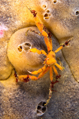 Achaeopsis spinulosa