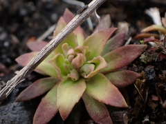 Androsace occidentalis