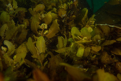 Sargassum incisifolium