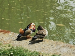 Aix galericulata