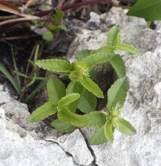 Acalypha chamaedrifolia