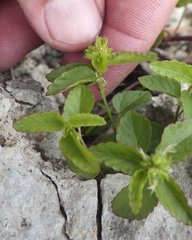 Acalypha chamaedrifolia