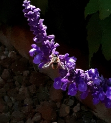 Rhodanthidium sticticum