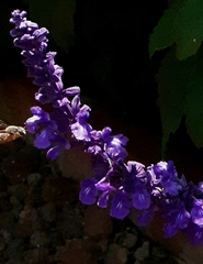 Rhodanthidium sticticum