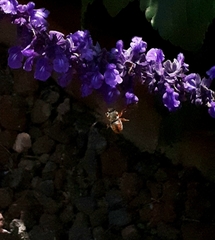 Rhodanthidium sticticum