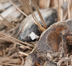 Banksiamyces macrocarpus