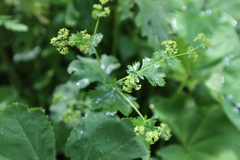 Alchemilla