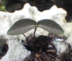Echites umbellatus