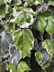 Hedera