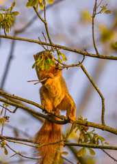 Sciurus niger