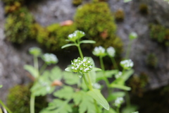 Valerianella carinata
