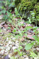 Valerianella carinata