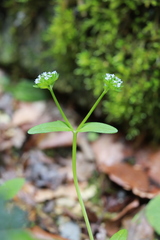 Valerianella carinata