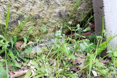 Valerianella carinata