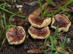 Porpoloma