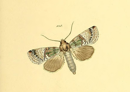 Nystalea nyseus