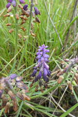 Muscari olivetorum