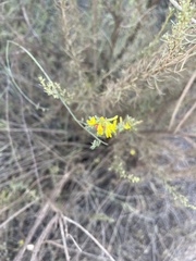 Acmispon glaber glaber