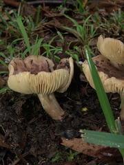 Porpoloma