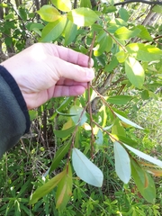 Salix pyrifolia