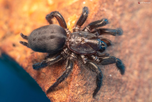 African Open-hole Spiders - Spider Species