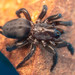 African Open-hole Spiders - Photo (c) Rudolph Steenkamp, some rights reserved (CC BY-NC), uploaded by Rudolph Steenkamp