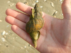 Triplofusus giganteus