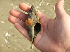 Triplofusus giganteus