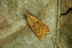 Dichomeris derasella