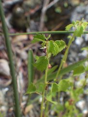 Ayenia euphrasiifolia