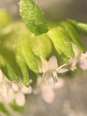 Valerianella carinata