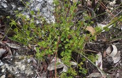 Ayenia euphrasiifolia