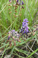 Muscari olivetorum