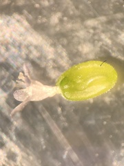 Valerianella carinata