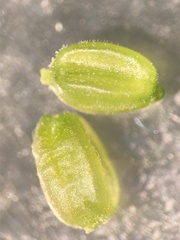 Valerianella carinata