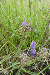 Muscari olivetorum