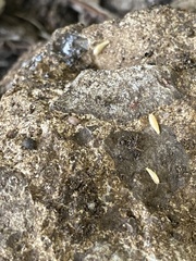 Atelurinae