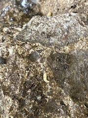 Atelurinae