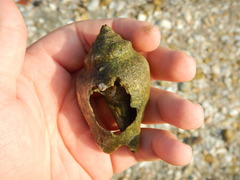 Strombus alatus