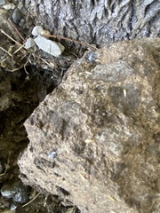 Atelurinae