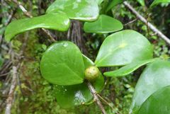 Ficus natalensis
