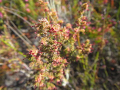 Erica exleeana