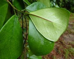 Ficus natalensis