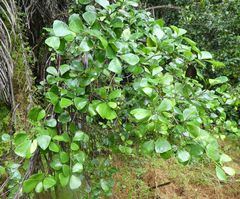 Ficus natalensis