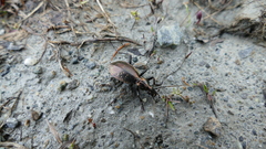 Carabus depressus