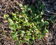 Trifolium hybridum