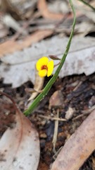 Bossiaea ensata