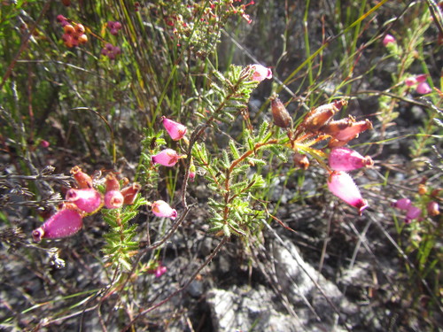 Image of Erica glutinosa by (c) douglaseustonbrown, some rights reserved (CC BY-SA)