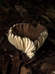 Lactifluus sepiaceus