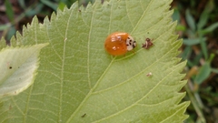 Harmonia axyridis